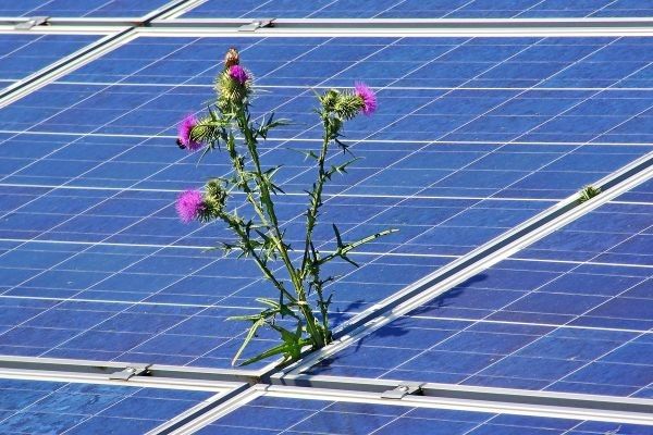 Solaranlage mit Distel zwischen den Modulen, verunreinigte Solarmodule
