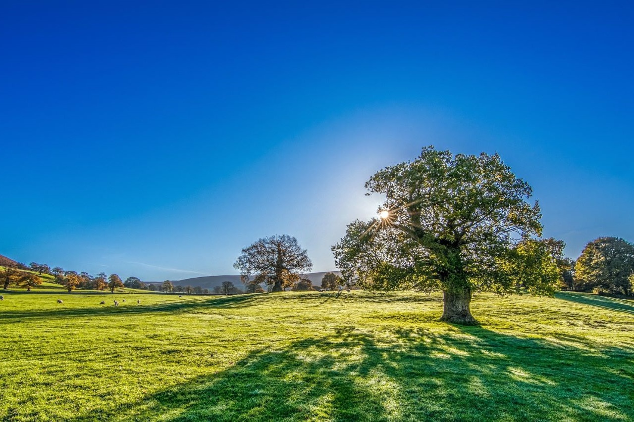 Sonnenschein in der Natur